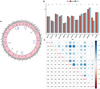 m6A RNA Methylation Regulator YTHDF1 Correlated With Immune Microenvironment Predicts Clinical Outcomes and Therapeutic Efficacy in Breast Cancer